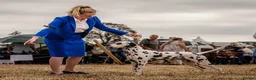 Dalmatian dogs for stud: KC Reg Dalmatian for stud  - Advert 8