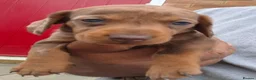 Miniature Dachshund dogs for sale: Beautiful Mini Wirehaired Dachshund Babies  in Chatteris - Advert 11