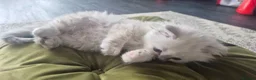Ragdoll cats for sale: 3 Ragdoll kittens for sale  - Advert 7