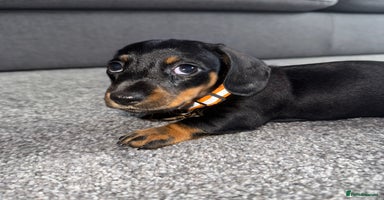 Miniature Dachshund dogs - Advert 12