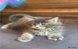 Maine Coon cats for sale: First Litter 6 Pure Maine Coon Kittens - Image 12