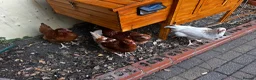 Chickens poultry for sale: 4 Hens for £70 in Manchester - Advert 36