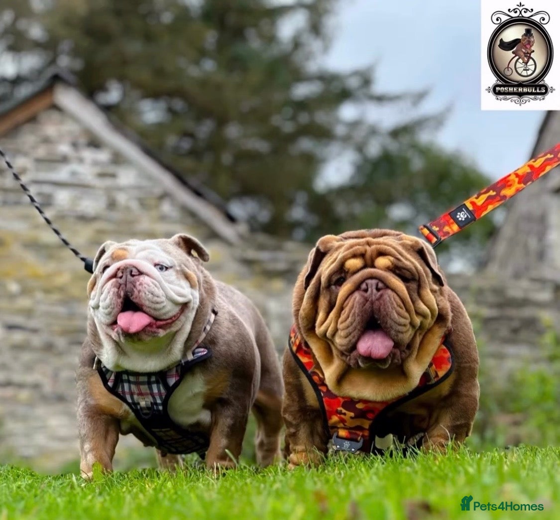 English Bulldog dogs Stunning posherbulls Turkish pups (last pup left) - Advert 1