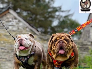 English Bulldog dogs Stunning posherbulls Turkish pups (last pup left) - Advert 1