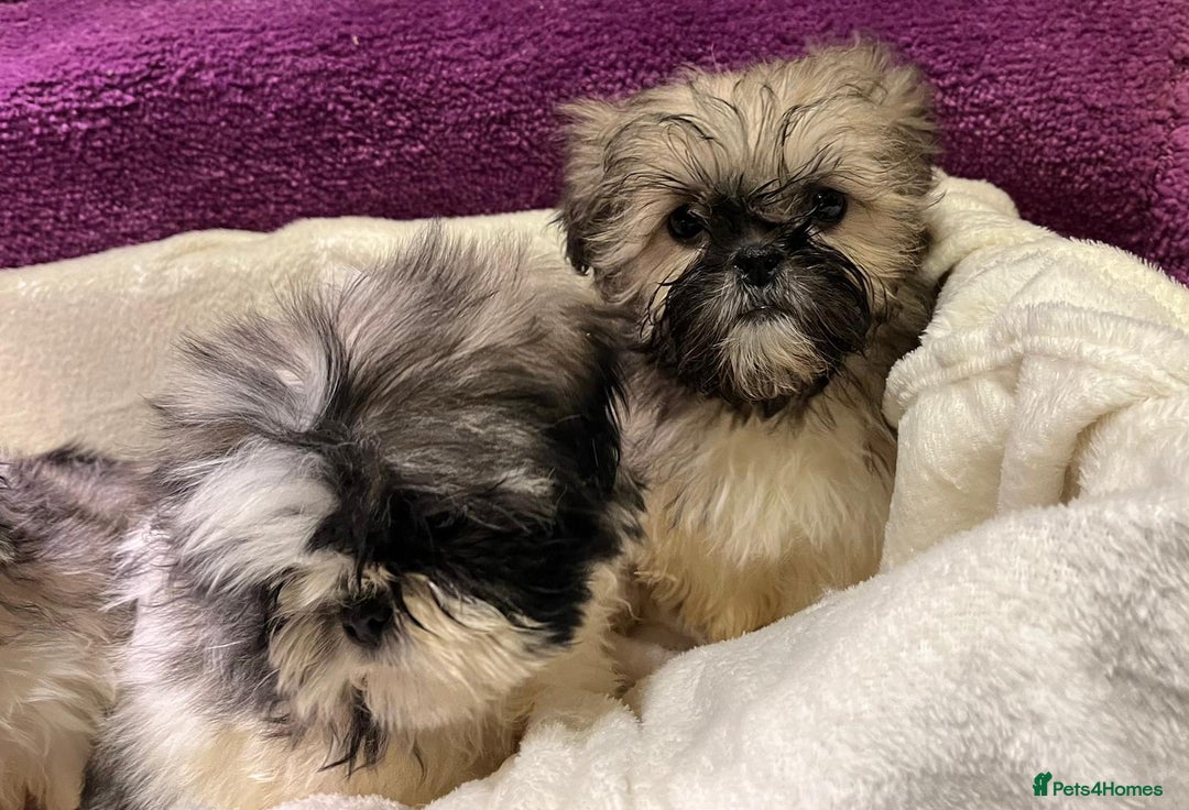 Shih Tzu dogs for sale: Shih Tzu puppy's - Advert 12