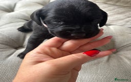Labrador Retriever dogs for sale: Stunning homebred labs - Image 5