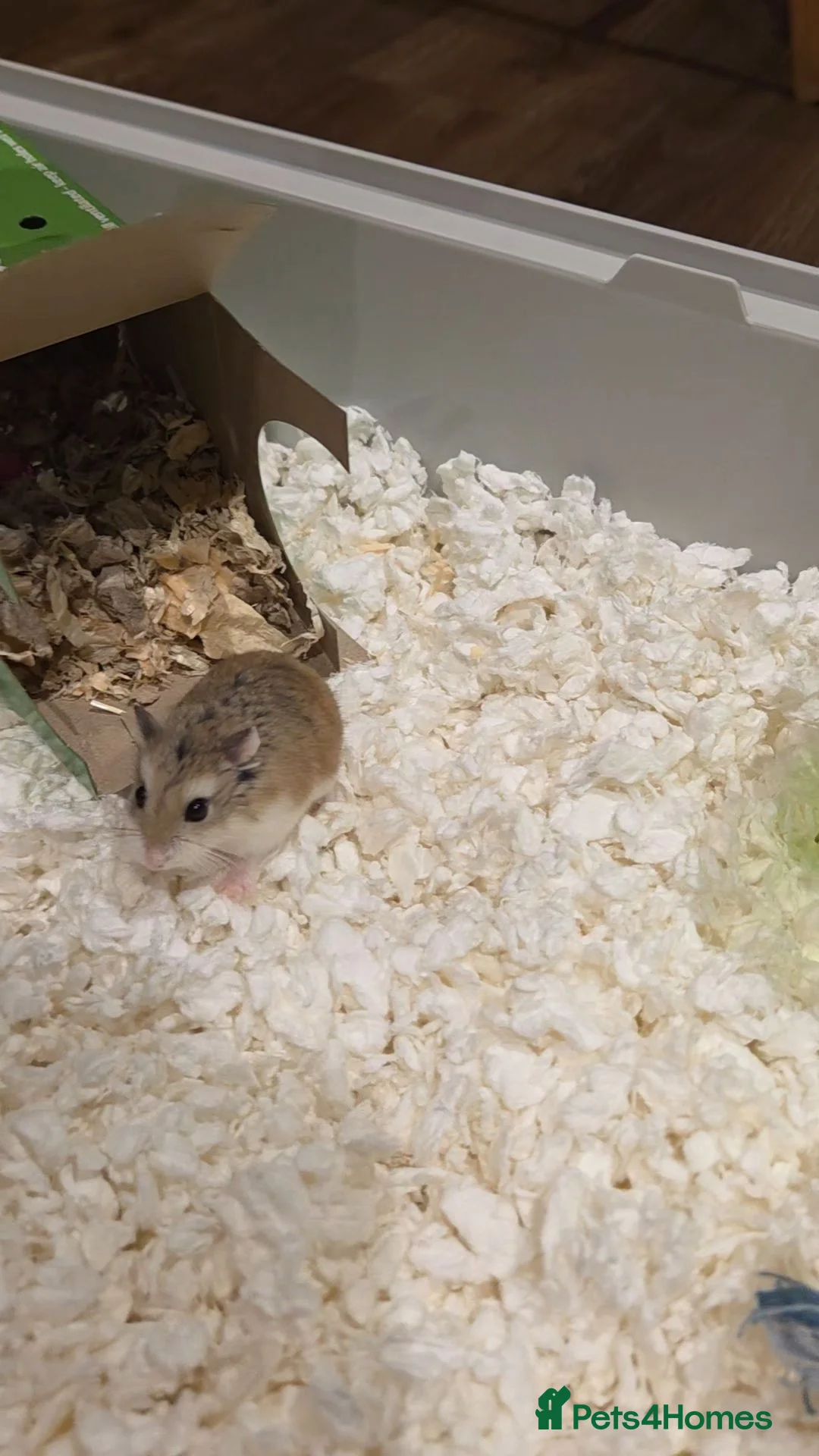 Hamster rodents for sale: Hamster & Full Setup for Sale - Advert 2