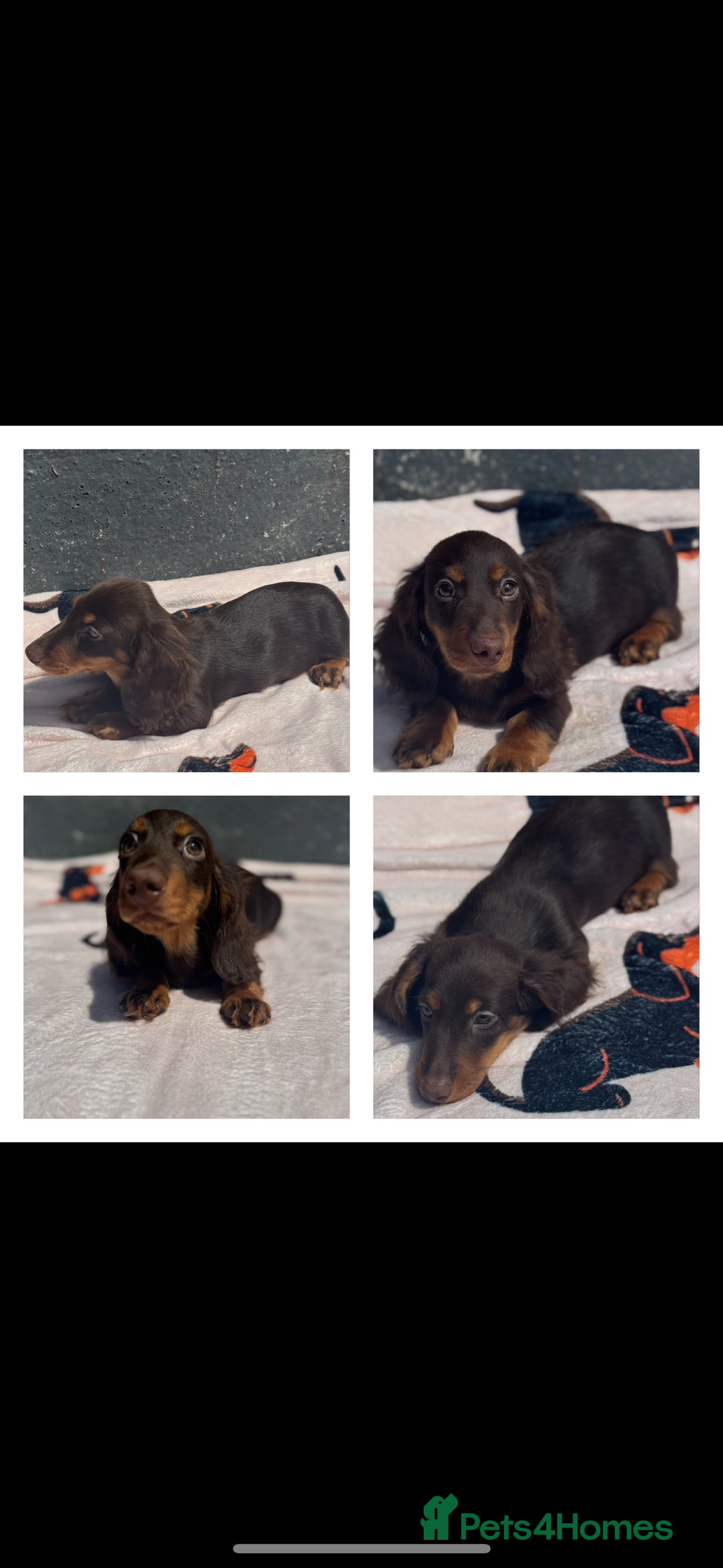 Miniature Dachshund dogs for sale: 2 gorgeous fluffy boys  - Image 4