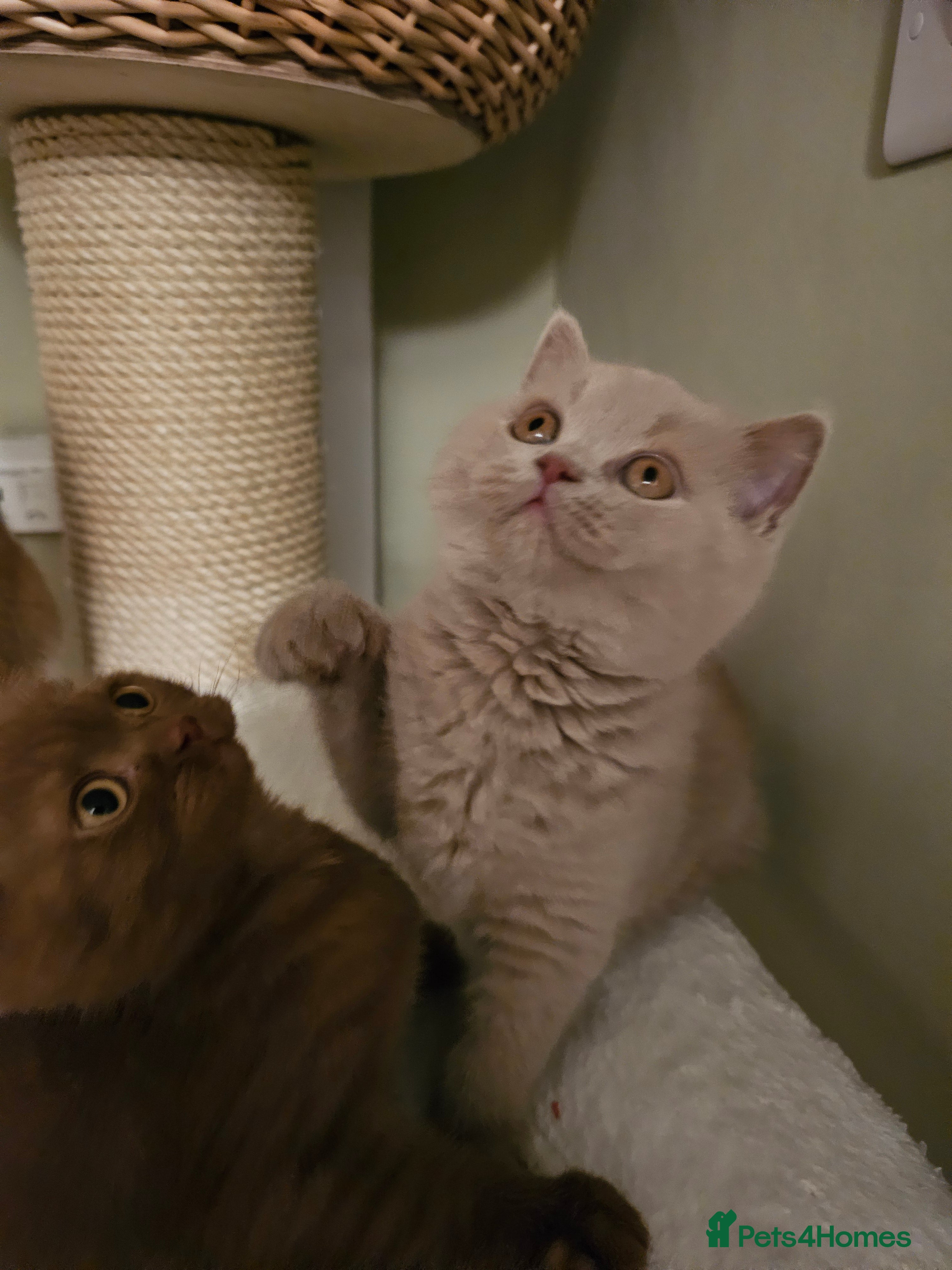 British Shorthair cats GCCF BSH rare fawn 1 male left READY NOW - Advert 4