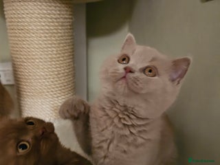 British Shorthair cats GCCF British Shorthairs rare fawn 1 male left - Advert 2