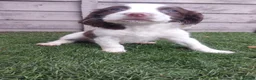English Springer Spaniel dogs for sale: English springer spaniels in Bargoed - Advert 14