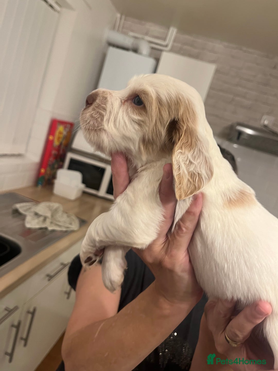 Cocker Spaniel dogs for sale: BEAUTIFUL COCKER SPANIEL PUPS - Advert 31