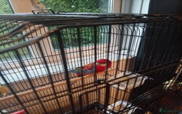 Parrots birds for sale: Rosella male parrot - Image 5