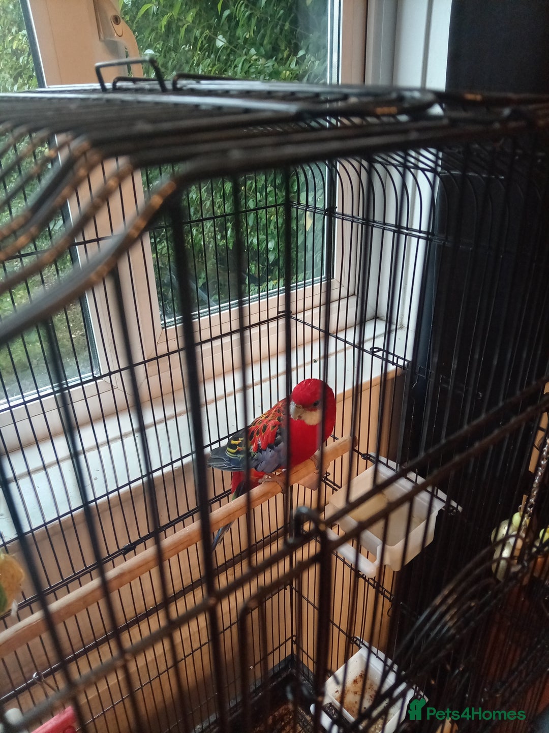 Parrots birds for sale: Rosella male parrot - Image 5