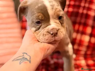 Olde English Bulldogge dogs Beautiful girls!! - Advert 21