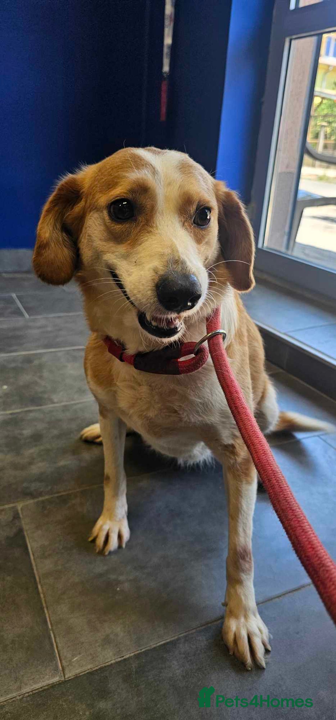 Mixed Breed dogs for adoption: Zlata - Image 5