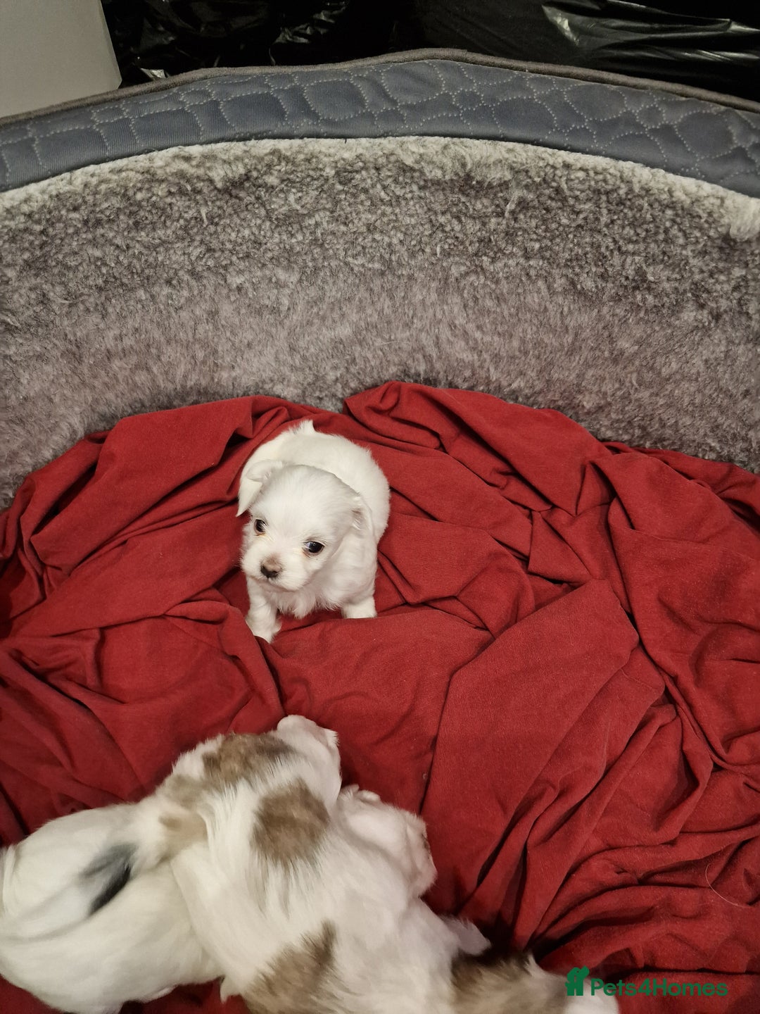 Malshi dogs for sale: Malshi puppiez - Image 5