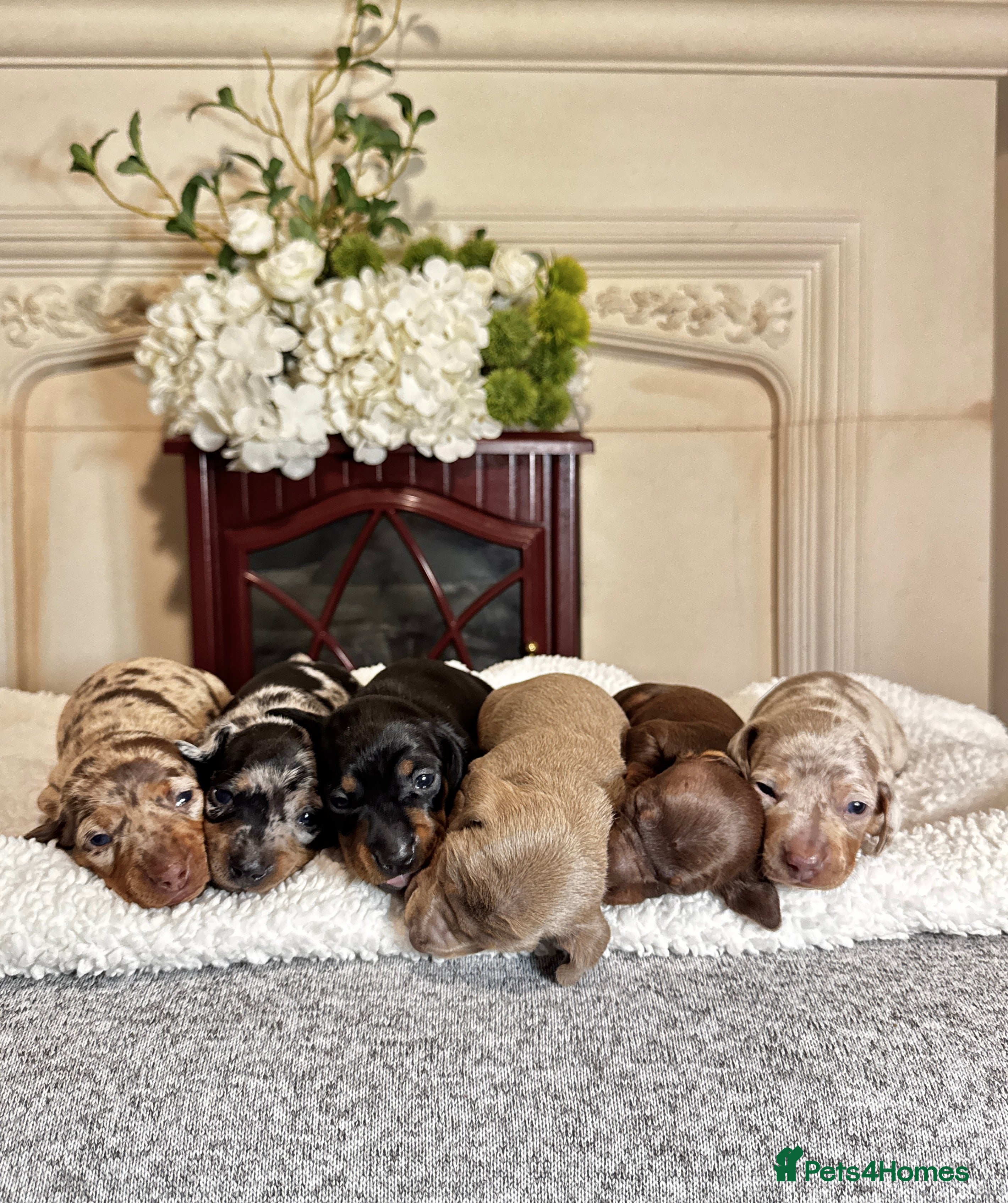 Miniature Dachshund dogs MINI DACHSHUND PUPPIES💕 KC REGISTERED/PRA CLEAR  - Advert 15