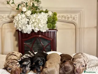 Miniature Dachshund dogs MINI DACHSHUND PUPPIES💕 KC REGISTERED/PRA CLEAR - Advert 15