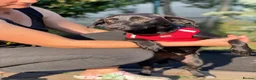 Mixed Breed dogs for adoption: ❤️🐶 BLACKY –DACHSHUND PEOPLE KNOW THE MAGIC...❤️ in Coventry - Advert 4