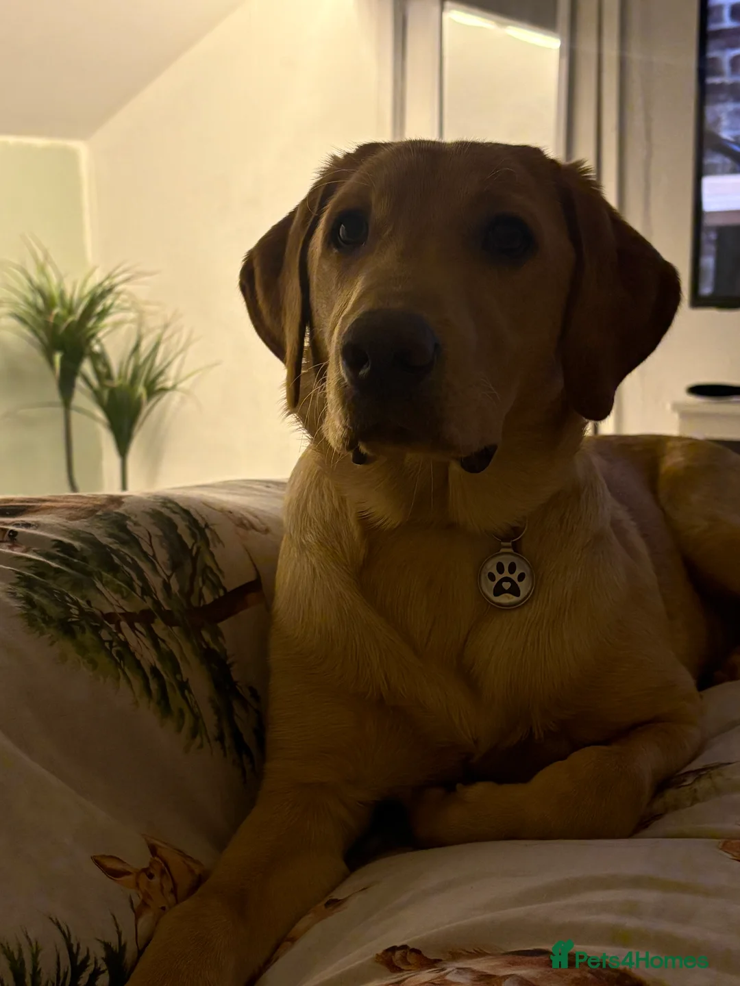 Labrador Retriever dogs for sale: Male 9 month labrador - Advert 2