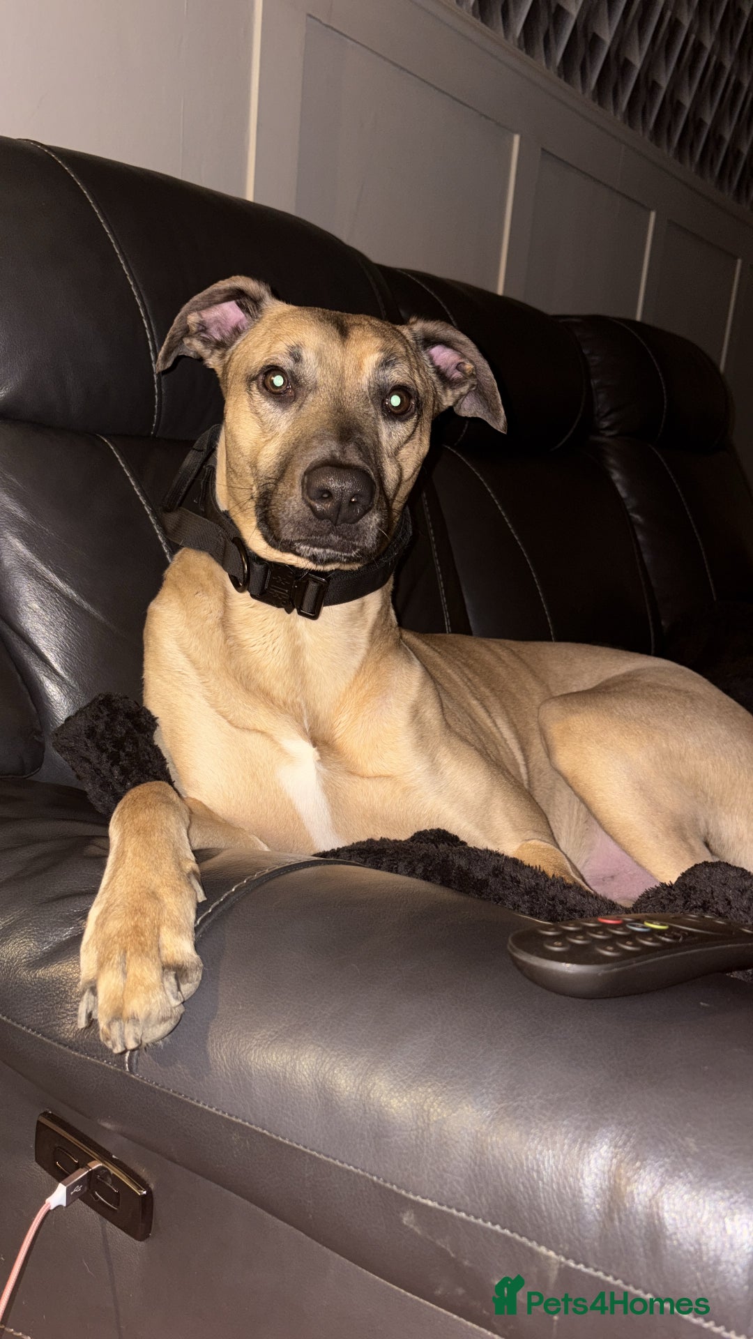 Mixed Breed dogs for sale: Belgian mali cross bullgreyhound PUPPIES  - Advert 5