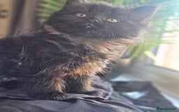 Siberian cats for sale: 5 gorgeous siberian kittens - Image 4