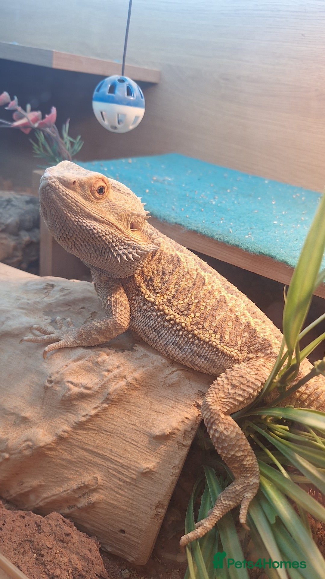 Bearded Dragon reptiles Female bearded dragon  in Milnthorpe - Advert 5