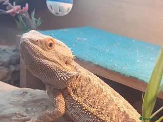 Bearded Dragon reptiles Female bearded dragon in Milnthorpe - Advert 5