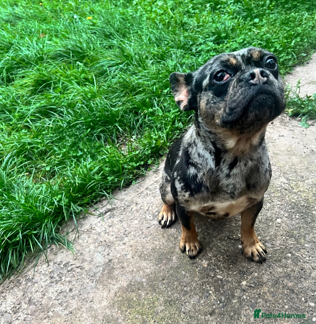 Mixed Breed dogs for sale: Frenchie For Sale - Advert 2