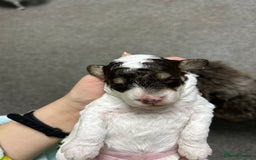Toy Poodle dogs for sale: Toy poodle girls and boy - Image 23