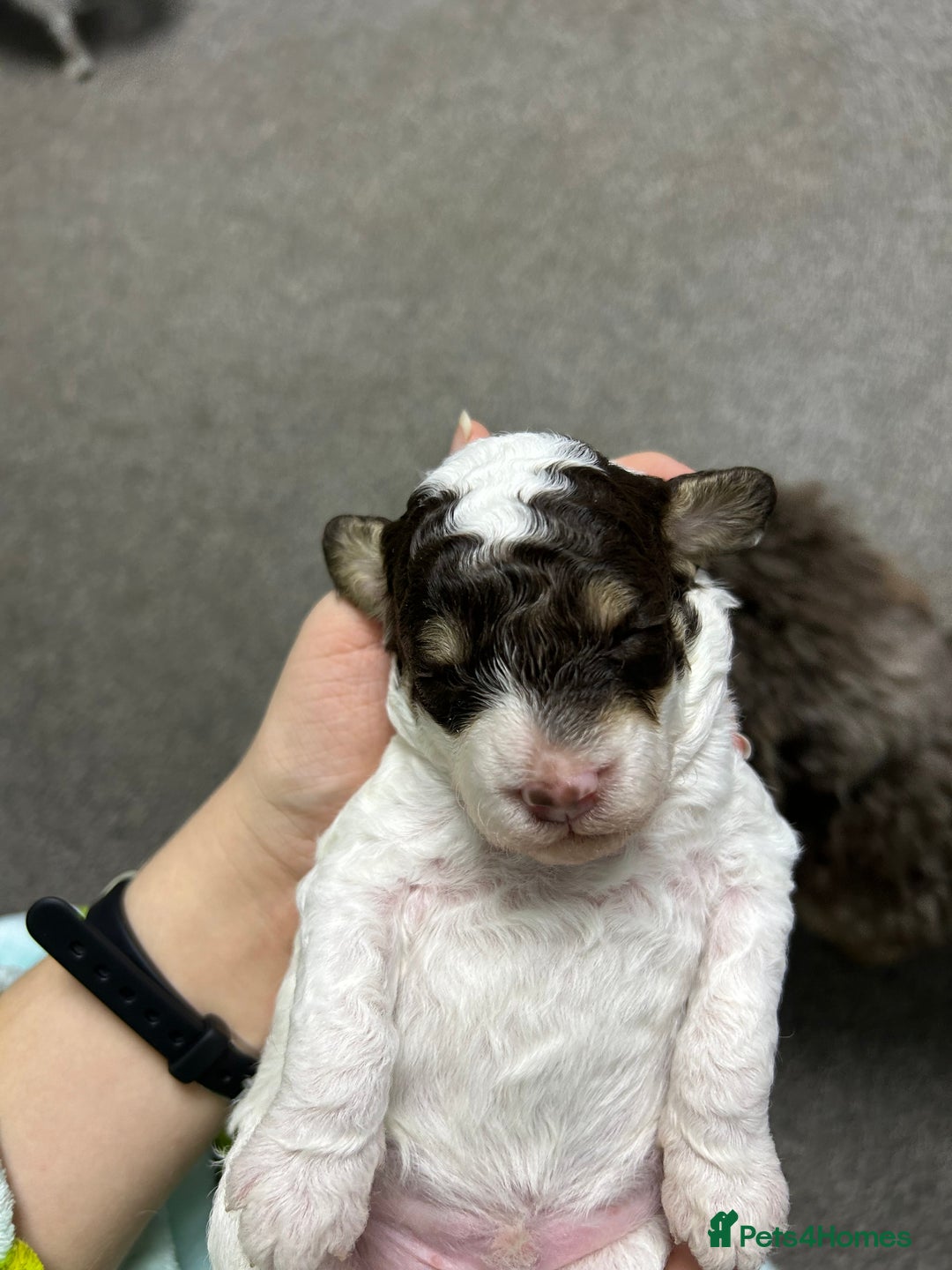 Toy Poodle dogs for sale: Toy poodle girls and boy - Image 23