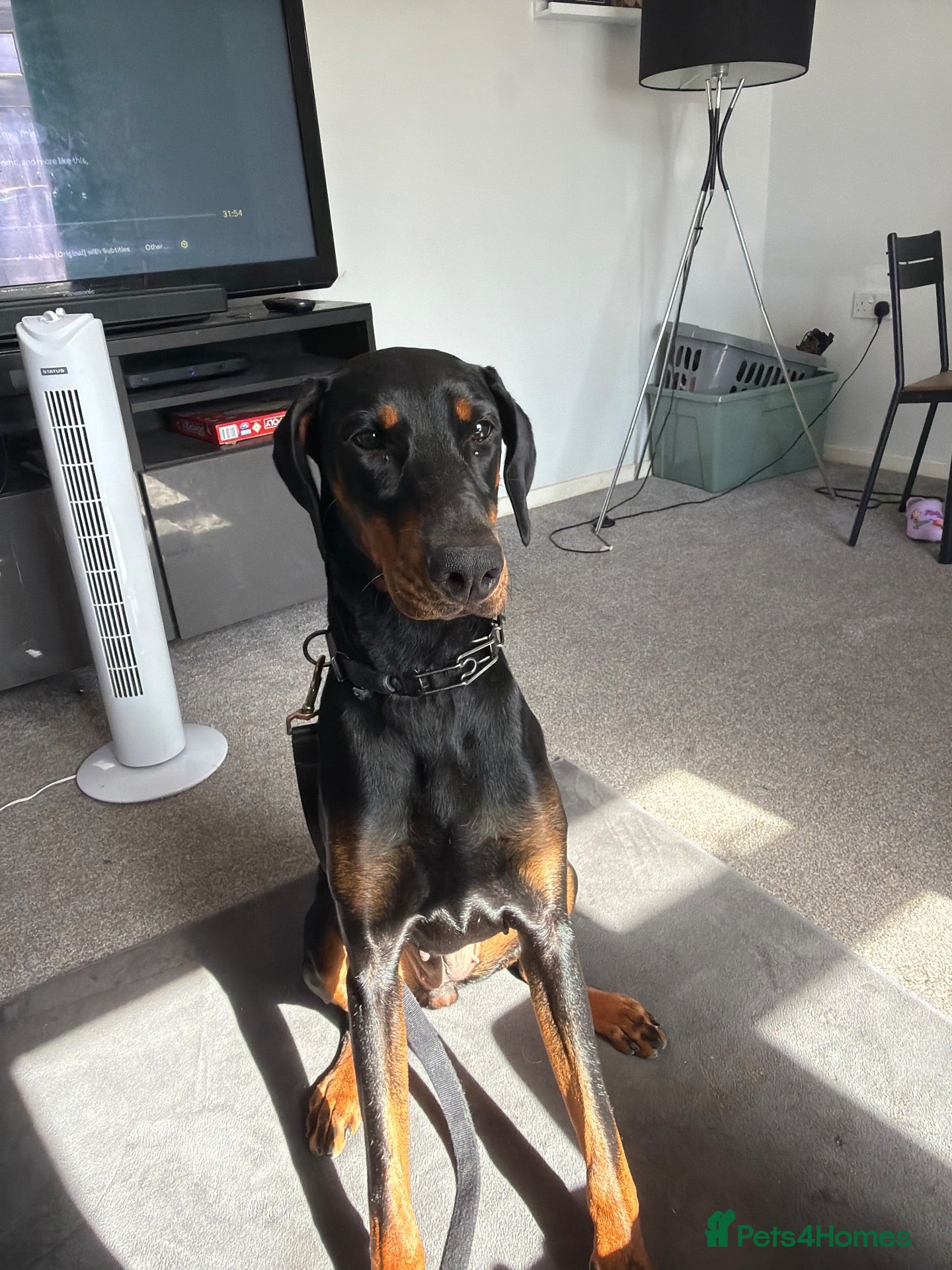 Dobermann dogs Dobermann 1 year old female - Advert 1