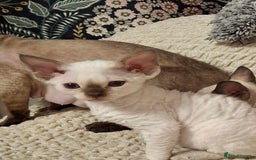 Devon Rex cats for sale: 🐱 Wonderful kittens Devon rex - Image 6