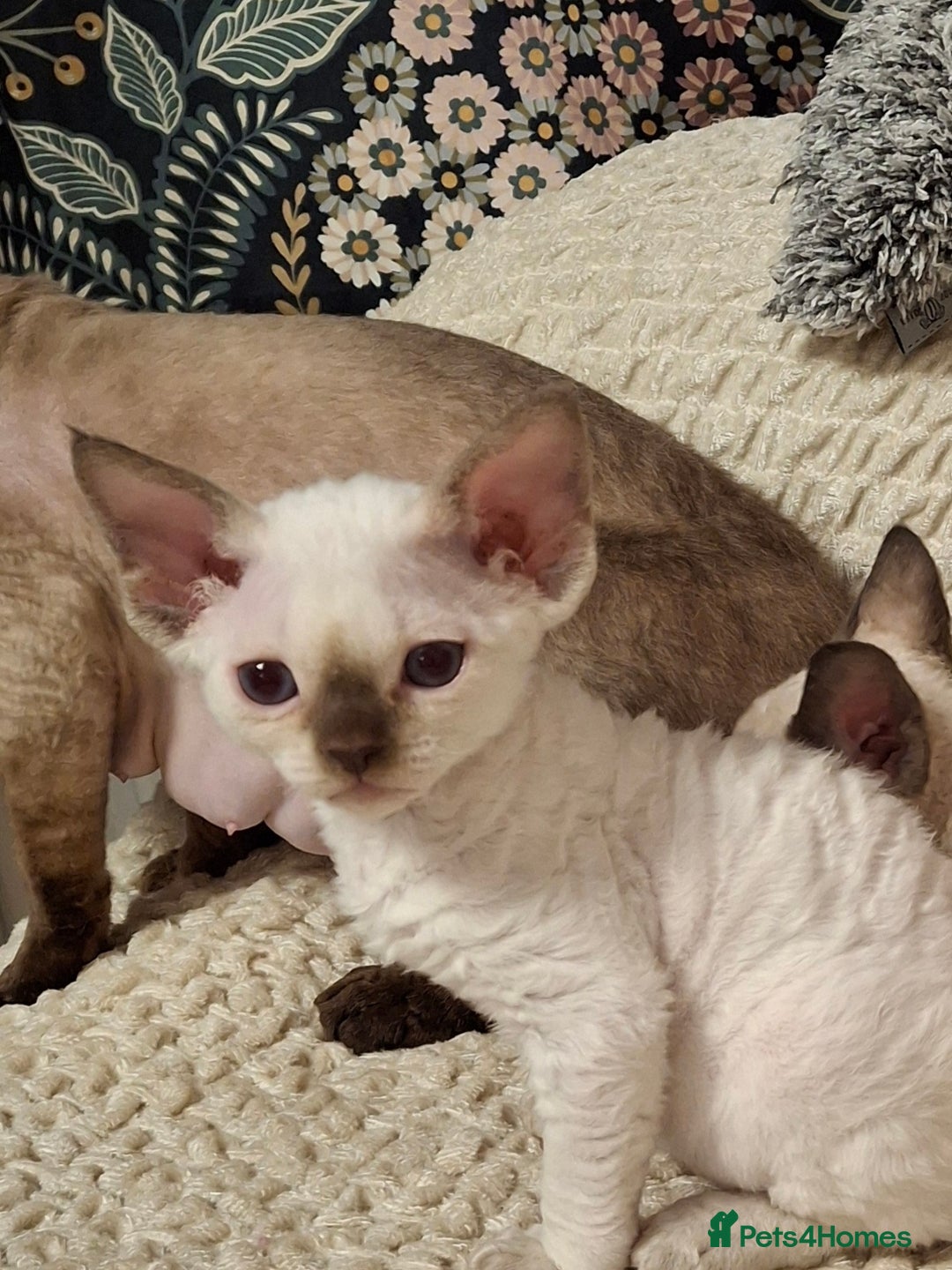 Devon Rex cats for sale: 🐱 Wonderful kittens Devon rex - Image 6