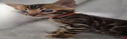 Bengal cats for sale: ⚜️Bengal kittens Tica registered ⚜️ - Advert 29