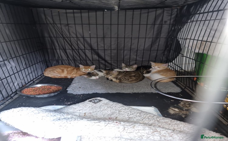 Domestic Shorthair cats - Advert 1