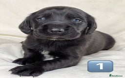 Mixed Breed dogs for sale: Outstanding sprollies pups for sale  - Image 16