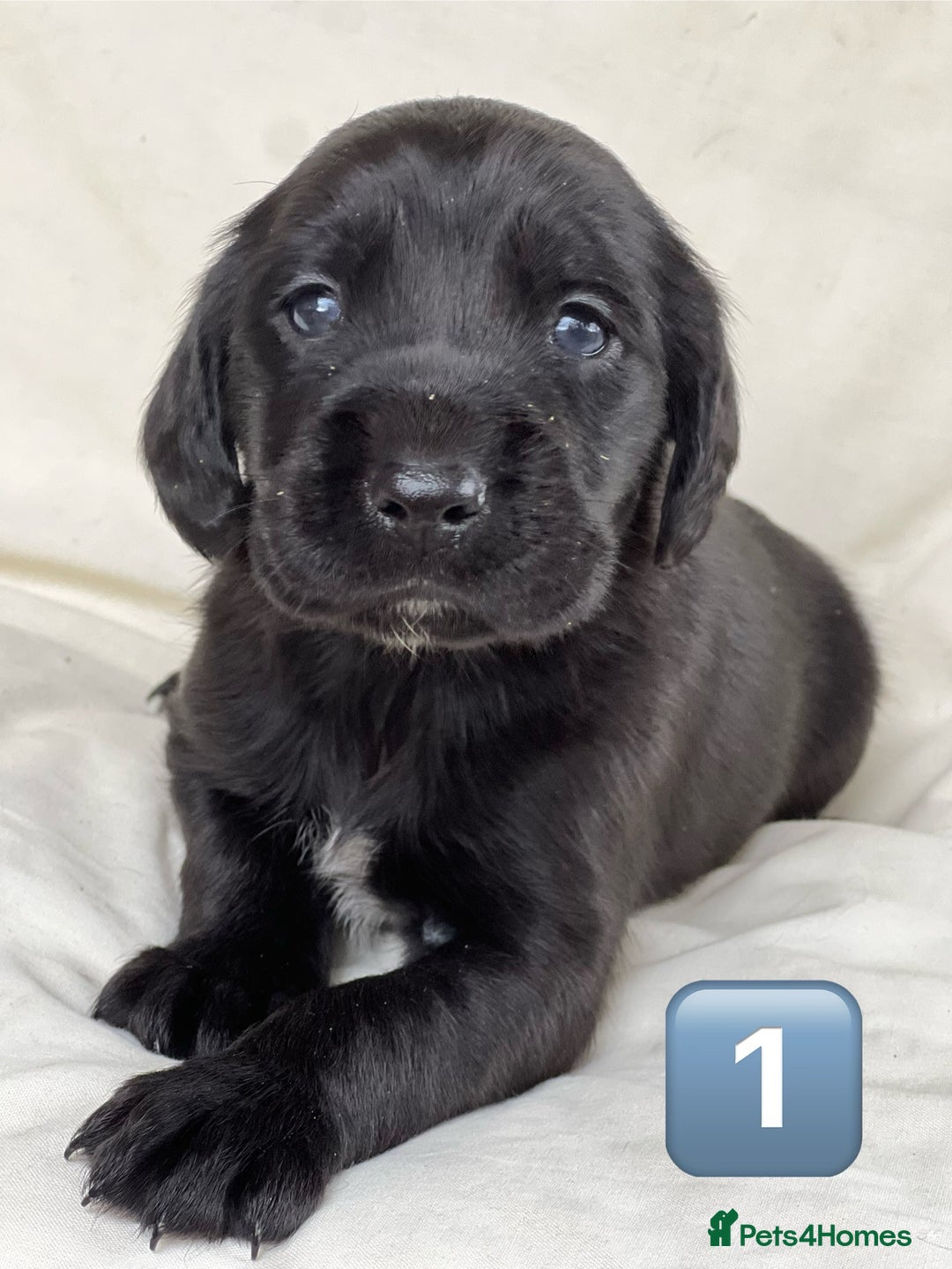 Mixed Breed dogs for sale: Outstanding sprollies pups for sale  - Image 16