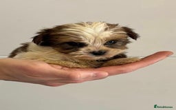 Yorkshire Terrier dogs for sale: Coloured Yorkshire Terrier Puppies  - Image 14