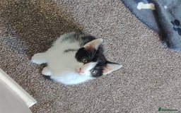 Mixed Breed cats for sale: Adorable Kittens Seeking Loving Homes - Image 6