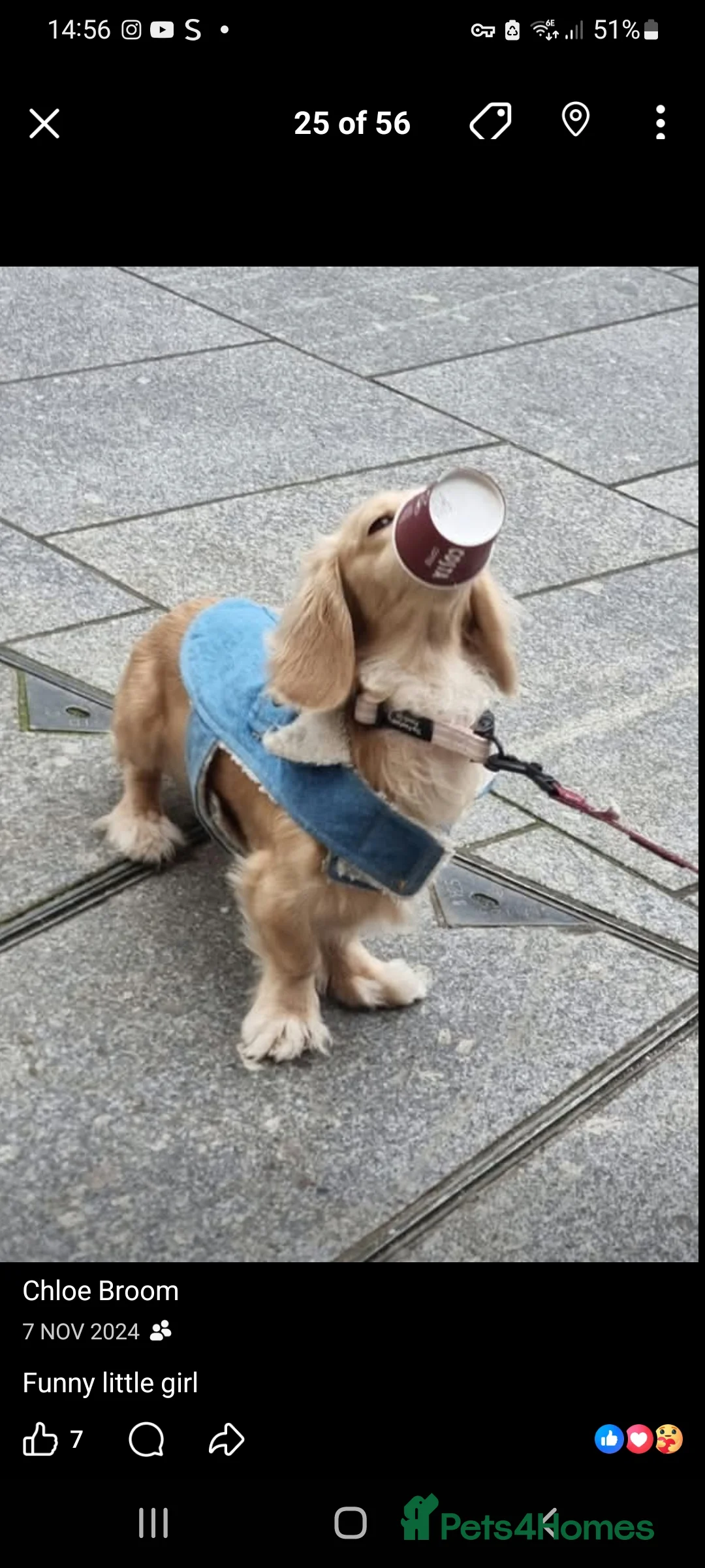 Dachshund dogs for sale: Kc long haired mini cream dashounds boys - Advert 5