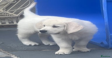 Golden Retriever dogs - Advert 8