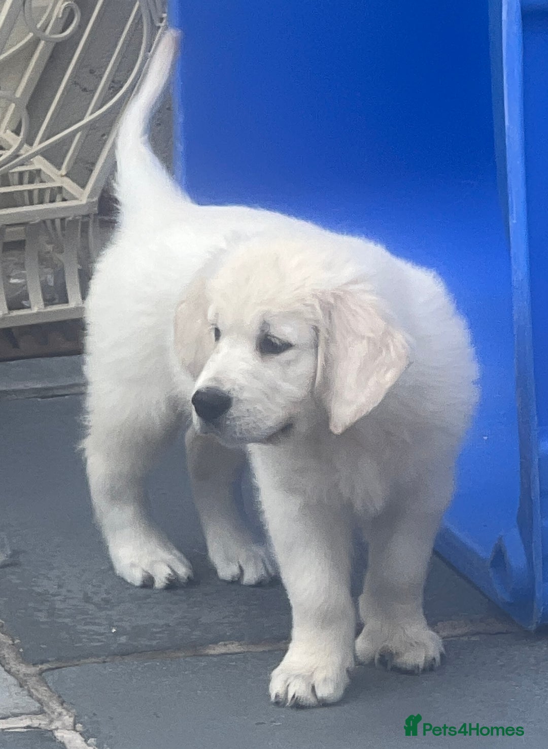 Golden Retriever dogs for sale: Stunning Puppies by Kezdek’s Golden Retrievers - Image 2