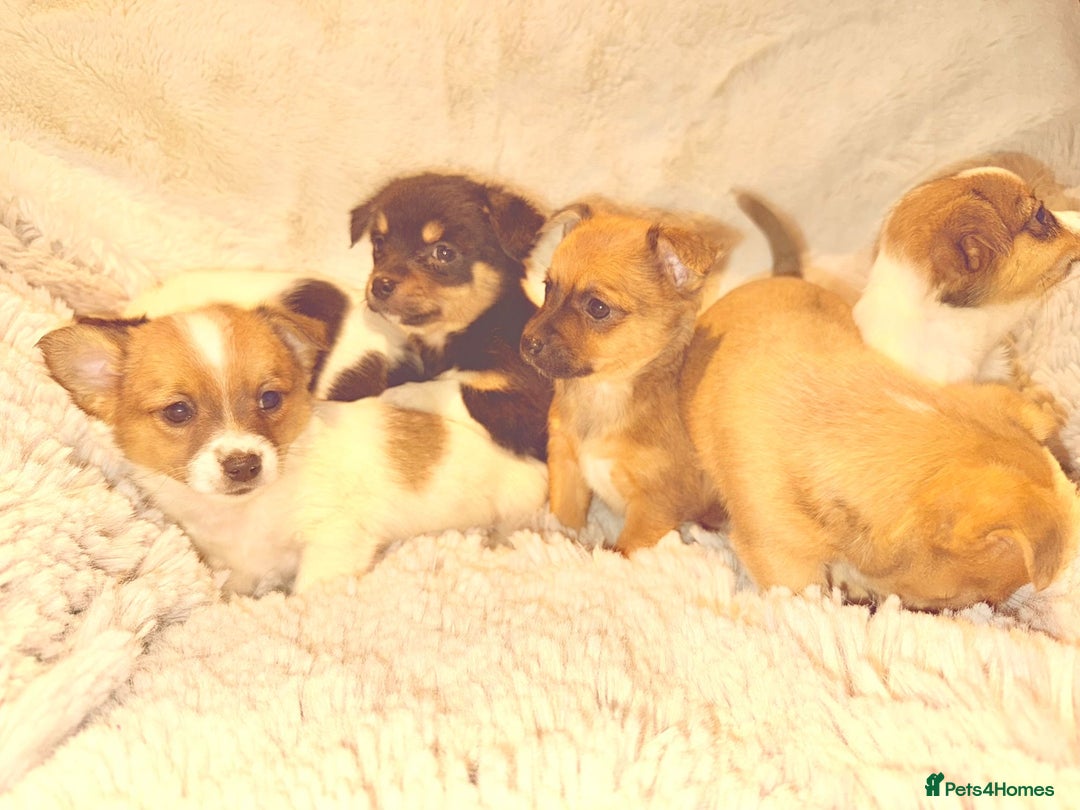 Jack Russell dogs for sale: Miniature jack Russel  - Image 7