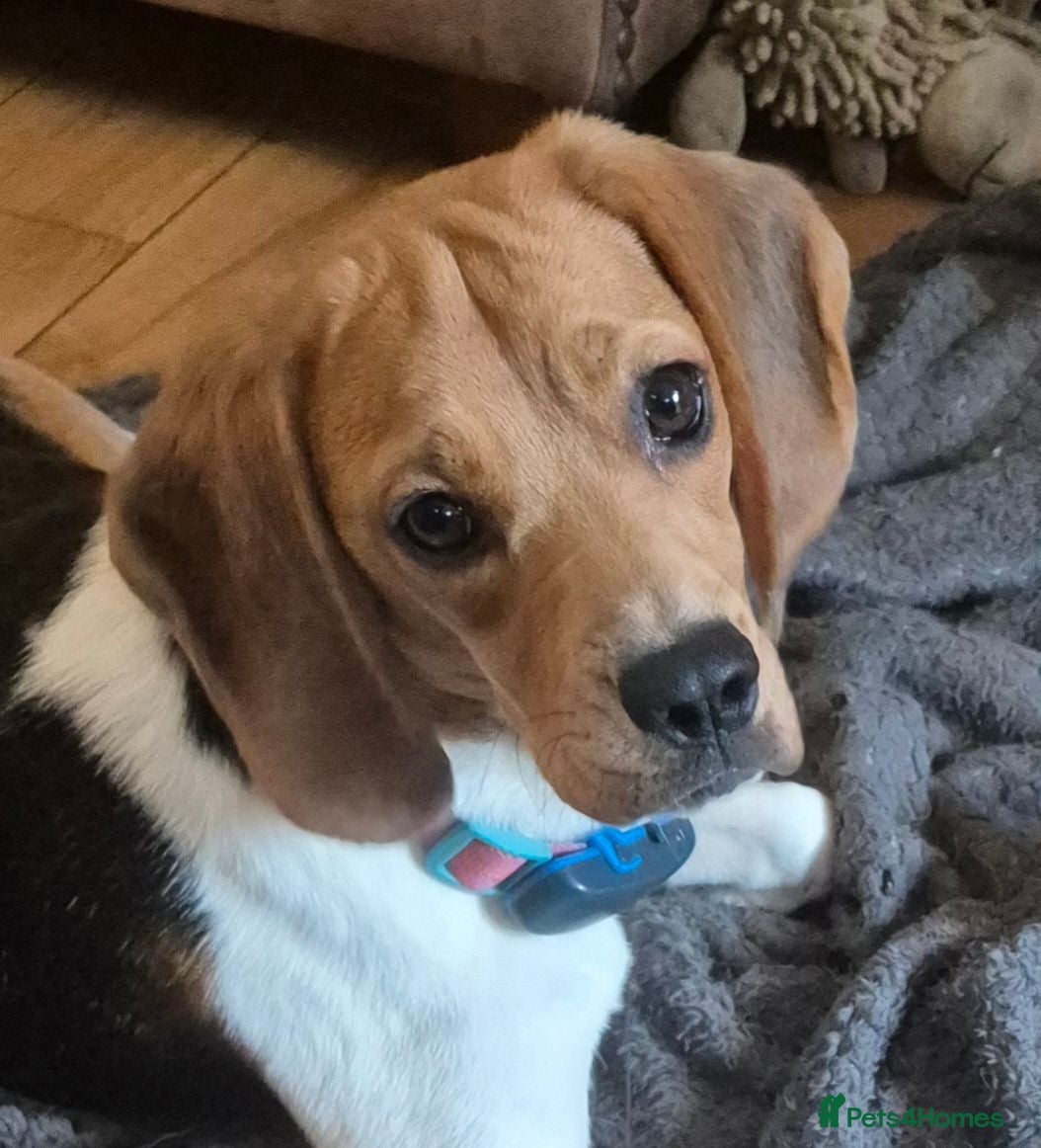 Beagle dogs Masha - Advert 16
