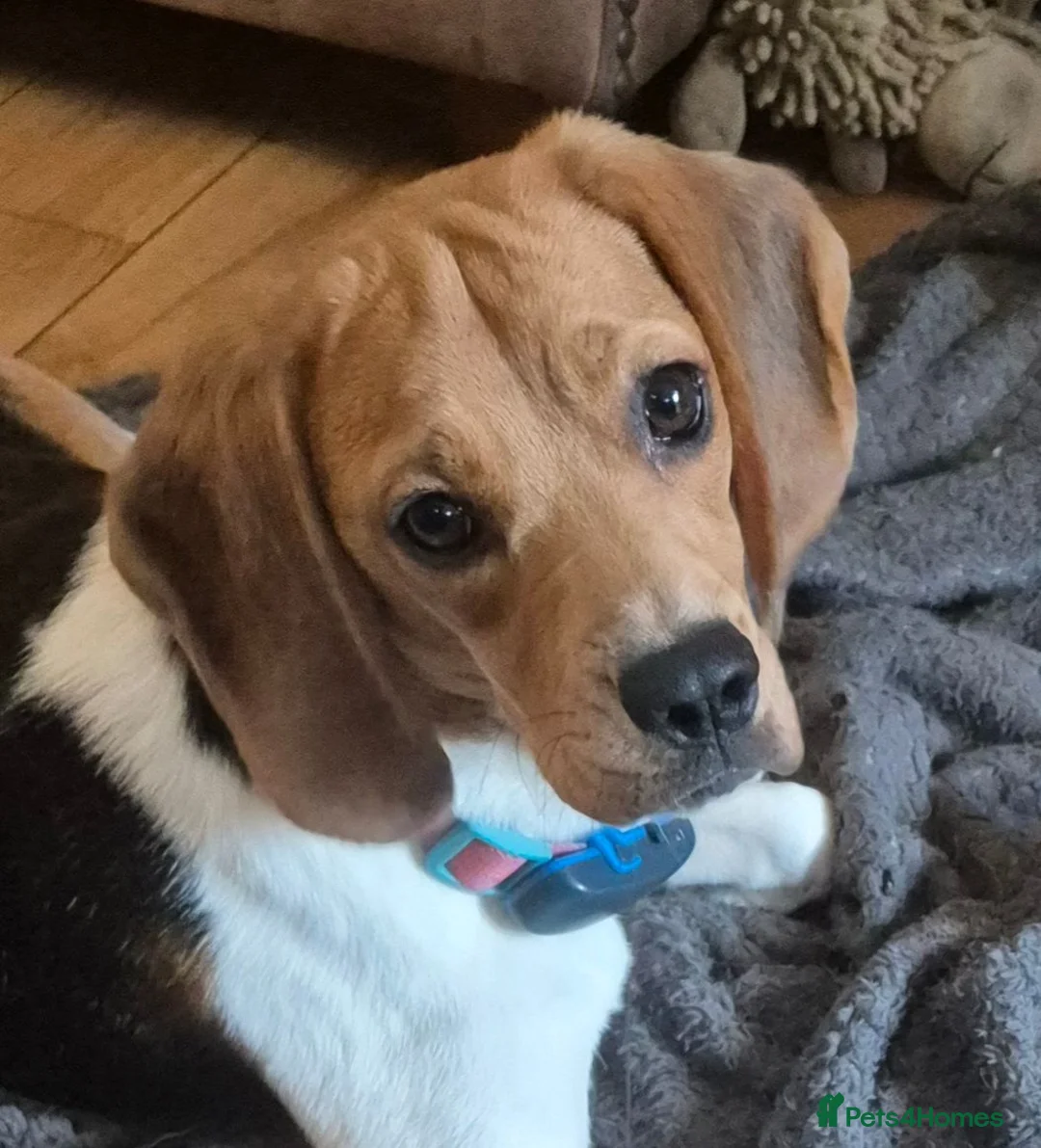 Beagle dogs for adoption: Masha - Advert 1