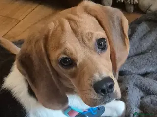 Beagle dogs Masha - Advert 2