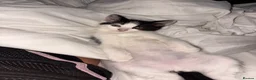 Domestic Shorthair cats for sale:  🐾 Black and white domestic shorthairs - Advert 4