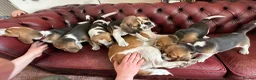 Beagle dogs for sale: Beagle puppies  - Advert 14